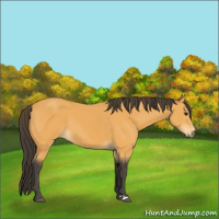 Horse Color:Buckskin 