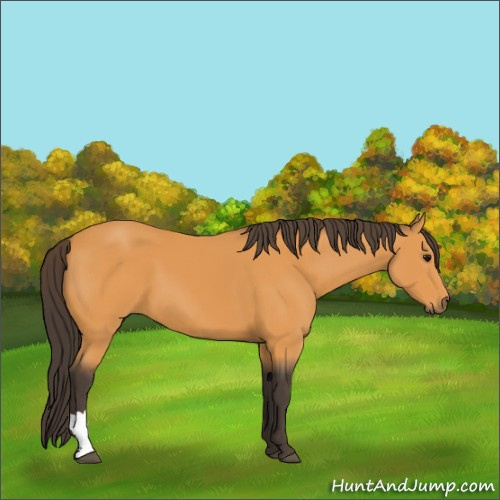 Horse Color:Buckskin 