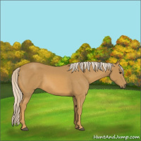 Horse Color:Palomino 
