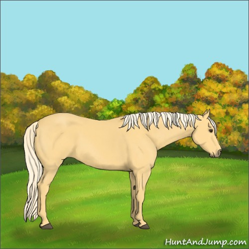 Horse Color:Palomino 