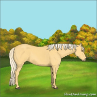 Horse Color:Palomino 