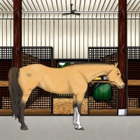 Horse Color:Buckskin 