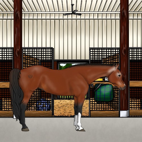 Horse Color:Gray Bay 