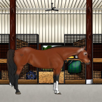 Horse Color:Gray Bay 