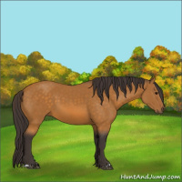 Horse Color:Buckskin 