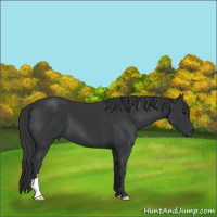 Horse Color:Black 
