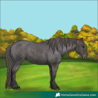 Horse Color:Smoky Black Appaloosa 