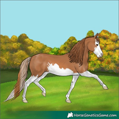 Horse Color:Chestnut Splash 
