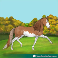 Horse Color:Chestnut Splash