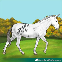 Horse Color:Black Tobiano Appaloosa 