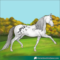 Horse Color:Black Tobiano Appaloosa