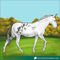 Horse Color:Black Tobiano Appaloosa