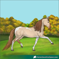 Horse Color:Red Dun Tobiano 