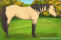 Horse Color:Buckskin 
