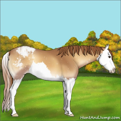 Horse Color:Red Onyx Splash Appaloosa 
