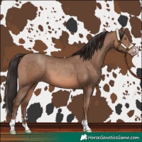 Horse Color:Sable Champagne 