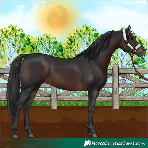 Horse Color:Brown 