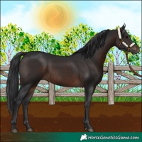 Horse Color:Brown 