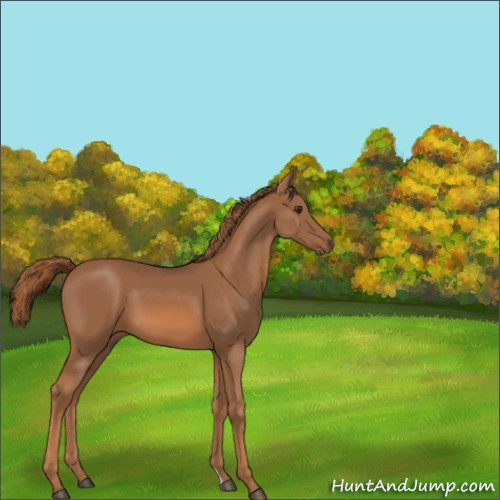 Horse Color:Chestnut 