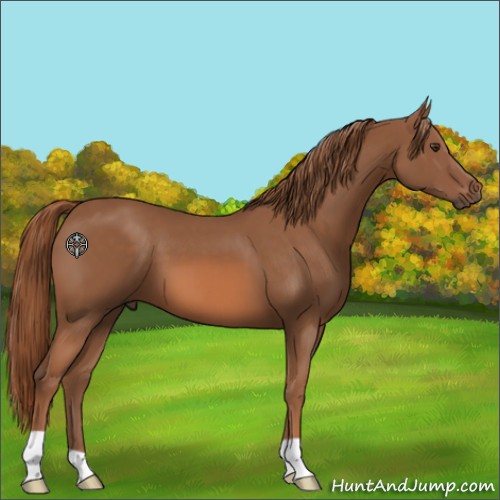 Horse Color:Chestnut 