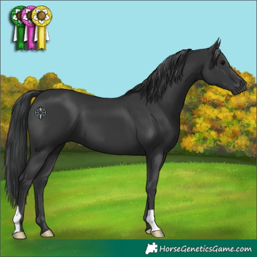 Horse Color:Black 