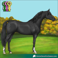 Horse Color:Black 