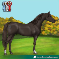 Horse Color:Liver Chestnut 