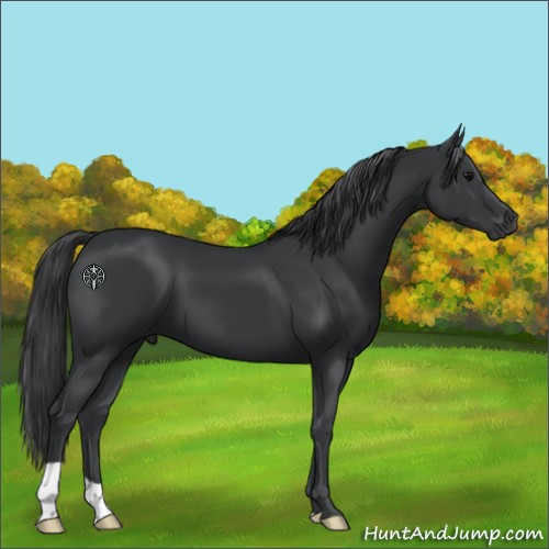 Horse Color:Black 