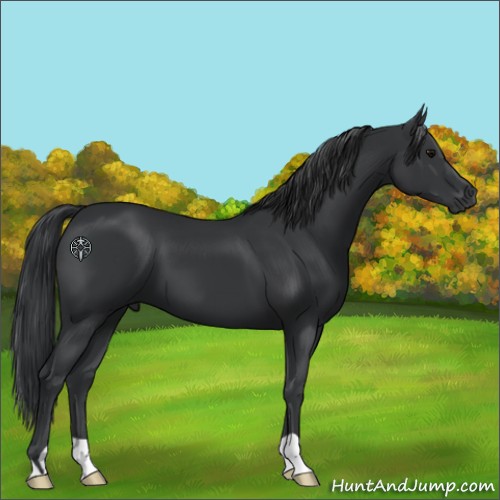 Horse Color:Black 