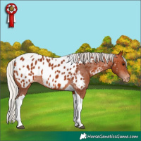 Horse Color:Silver Bay Tobiano Appaloosa 