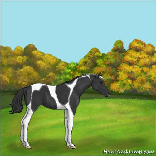 Horse Color:Black Tobiano 