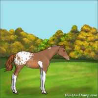 Horse Color:Chestnut Tobiano Appaloosa