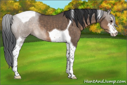 Horse Color:Brown Dun Sabino Tobiano