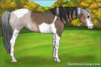 Horse Color:Brown Dun Sabino Tobiano 