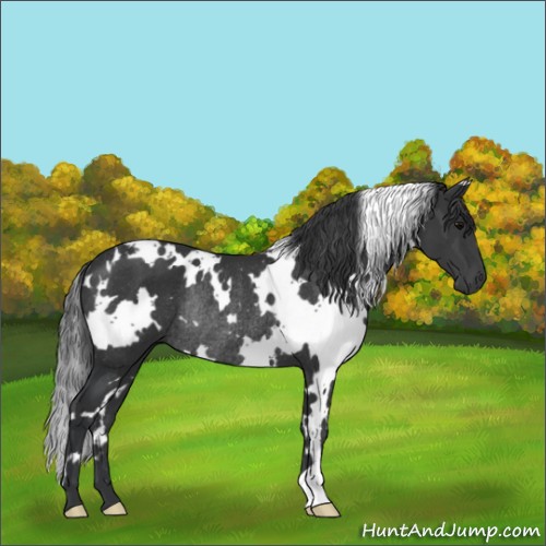 Horse Color:White Spotted Black Rabicano