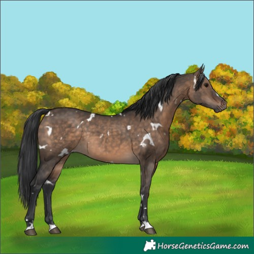 Horse Color:White Spotted Brown Dun Rabicano
