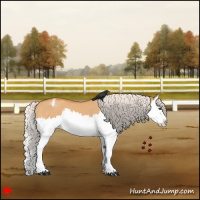 Horse Color:Silver Bay Dun Splash Appaloosa 