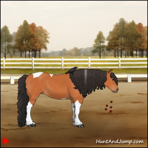 Horse Color:Bay Tobiano 