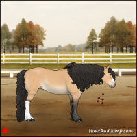 Horse Color:Bay Dun Rabicano