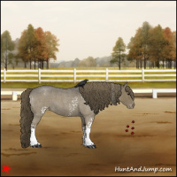 Horse Color:White Spotted Smoky Blue Roan Appaloosa