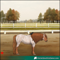 Horse Color:Red Roan 