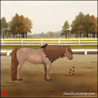 Horse Color:Red Roan