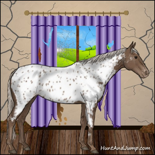 Horse Color:Silver Black Appaloosa 
