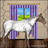 Horse Color:Silver Black Appaloosa 