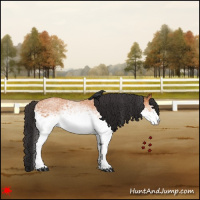 Horse Color:White Spotted Bay Roan 