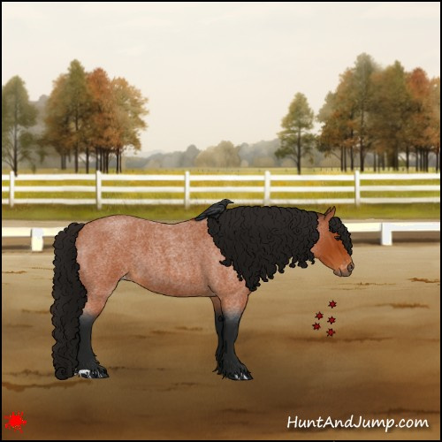 Horse Color:Gray Bay Roan Appaloosa 