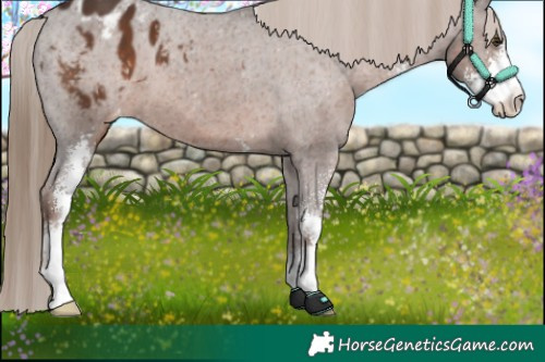 Horse Color:Liver Chestnut Sabino Appaloosa 