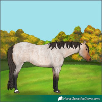 Horse Color:Bay Roan Dun 