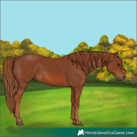 Horse Color:Chestnut 