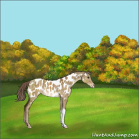 Horse Color:Chocolate Palomino Dun Appaloosa 